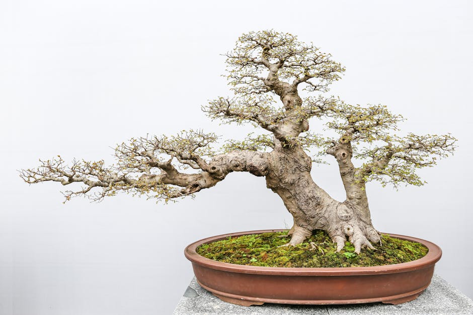 Mengenal Seni Bonsai: Cara Memangkas dan Membentuk Pohon Mini Jadi Estetik