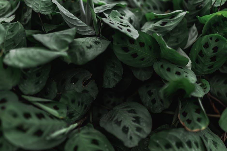 Tips Merawat Tanaman Hias Calathea Agar Daunnya Tidak Mudah Kering dan Menggulung